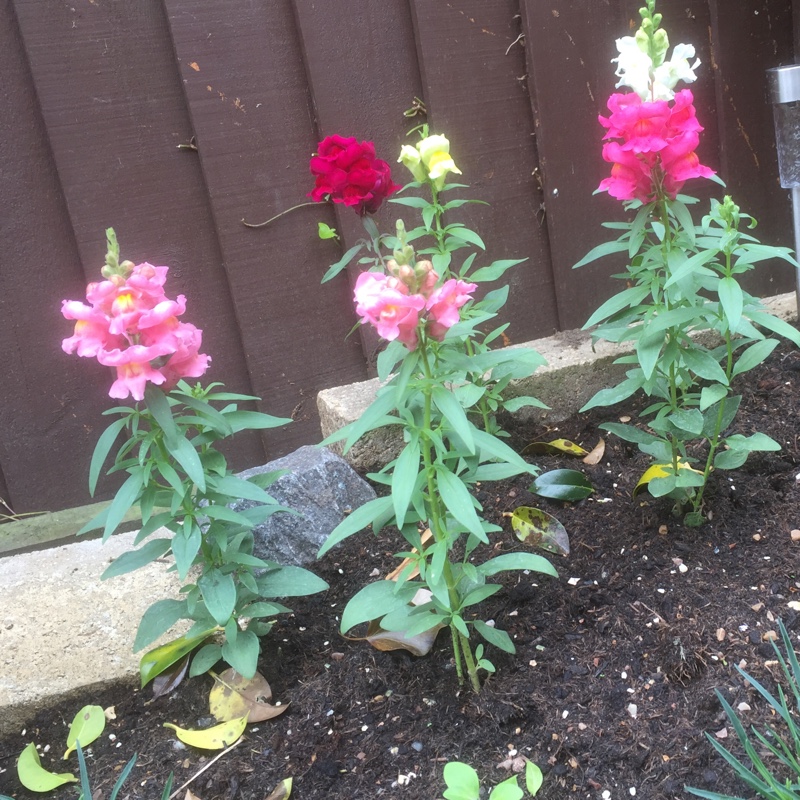 Plant image Antirrhinum majus 'Peaches And Cream'