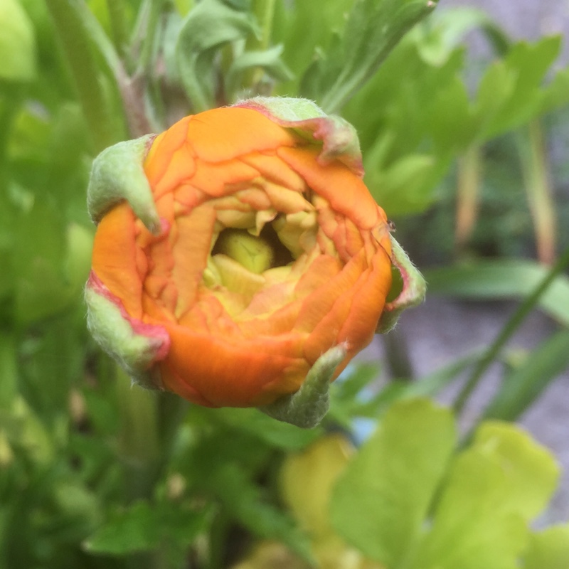 plant image 99342