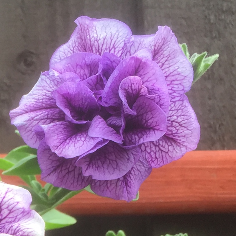 Petunia