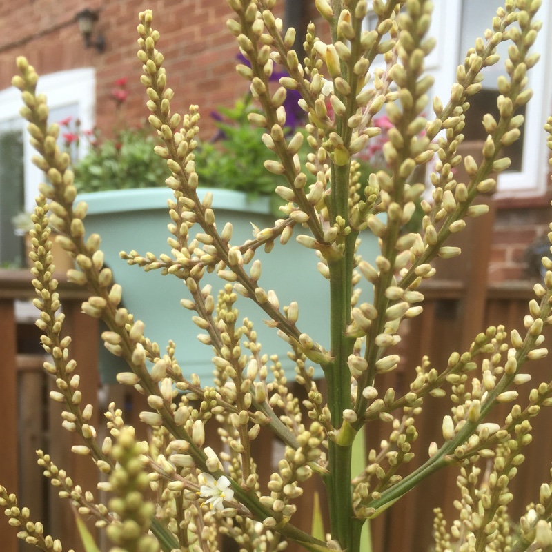 Yucca filamentosa 'Bright Edge'
