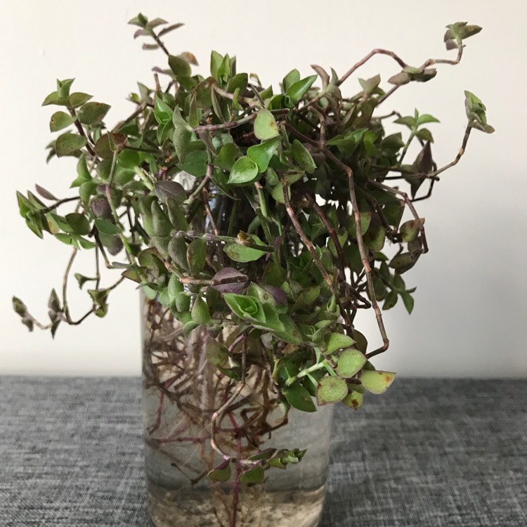 Plant image Callisia repens 'Rosata'
