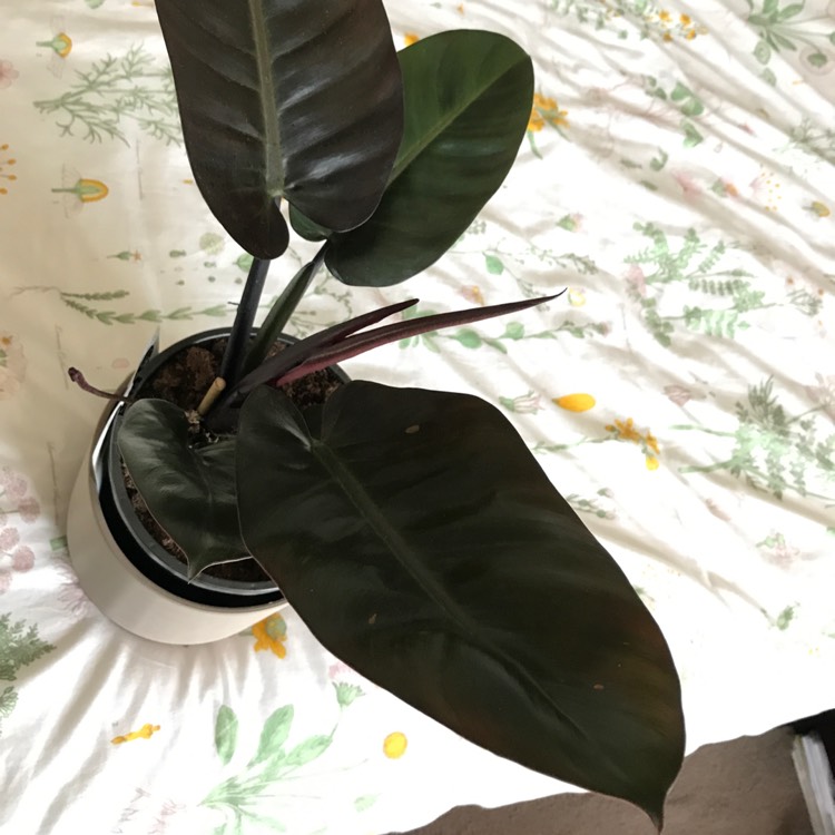 Plant image Philodendron erubescens 'Emperor Red'