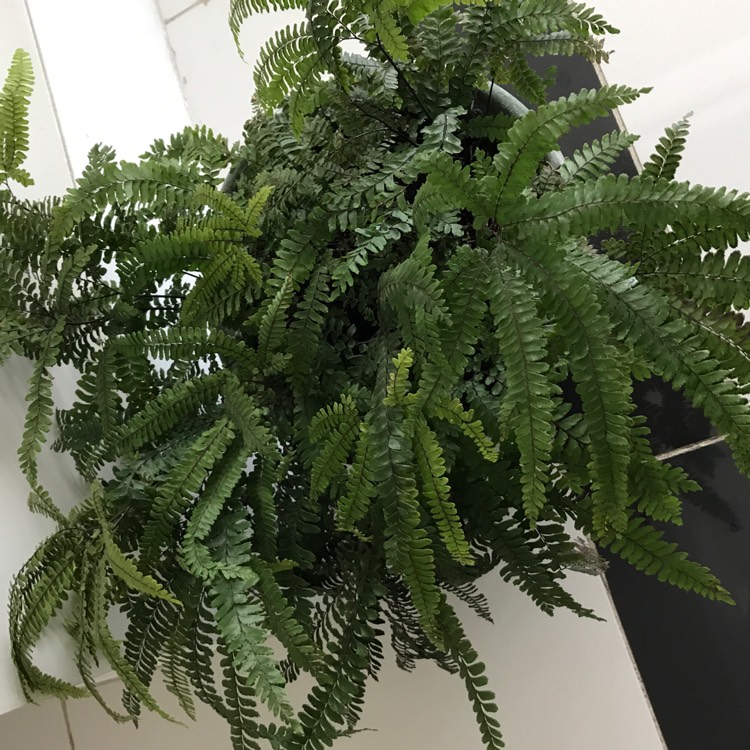 plant image 508869
