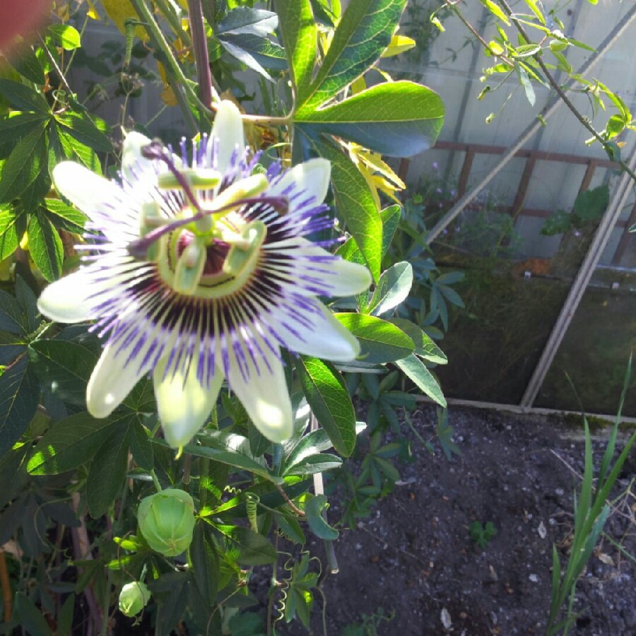Kevin's garden