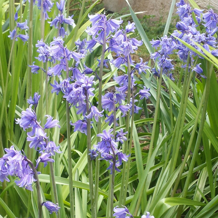 Kevin's garden