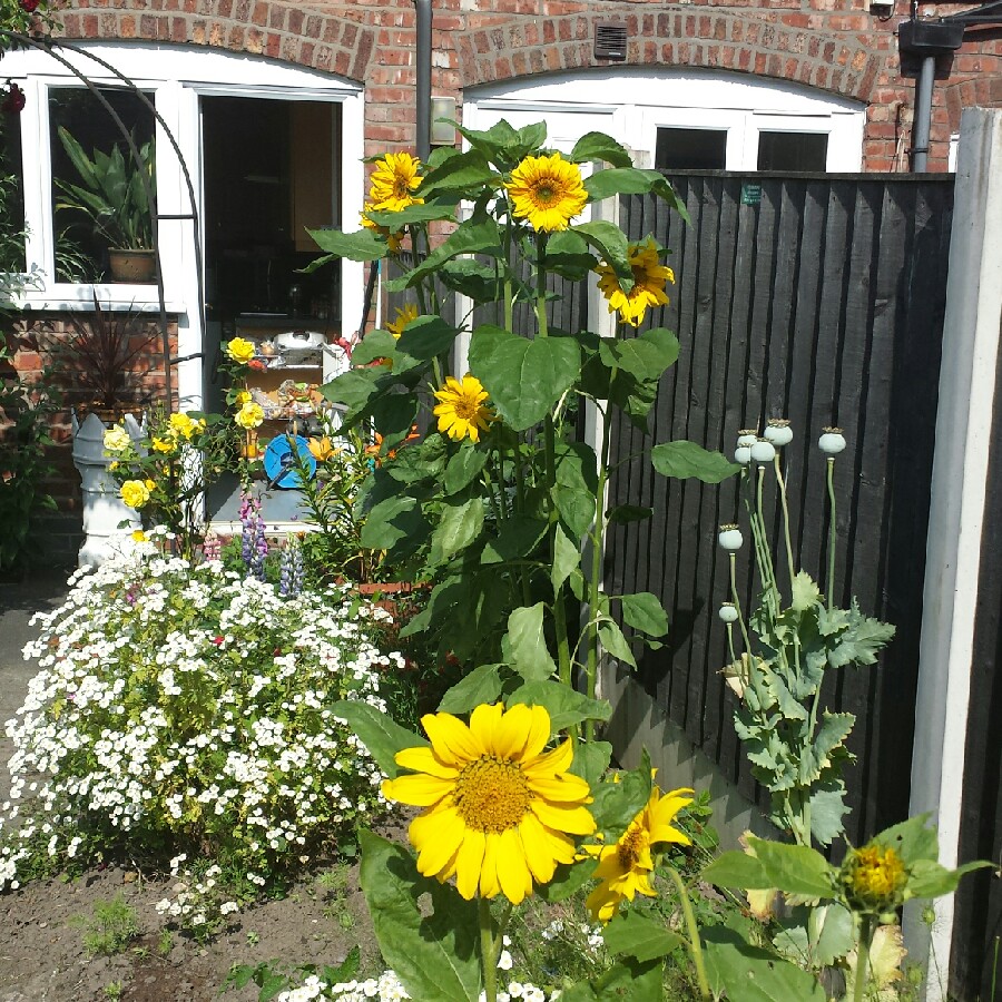 Kevin's garden