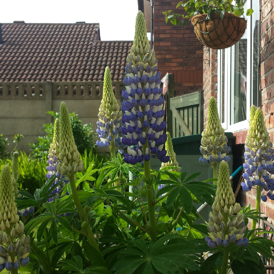 Lupin