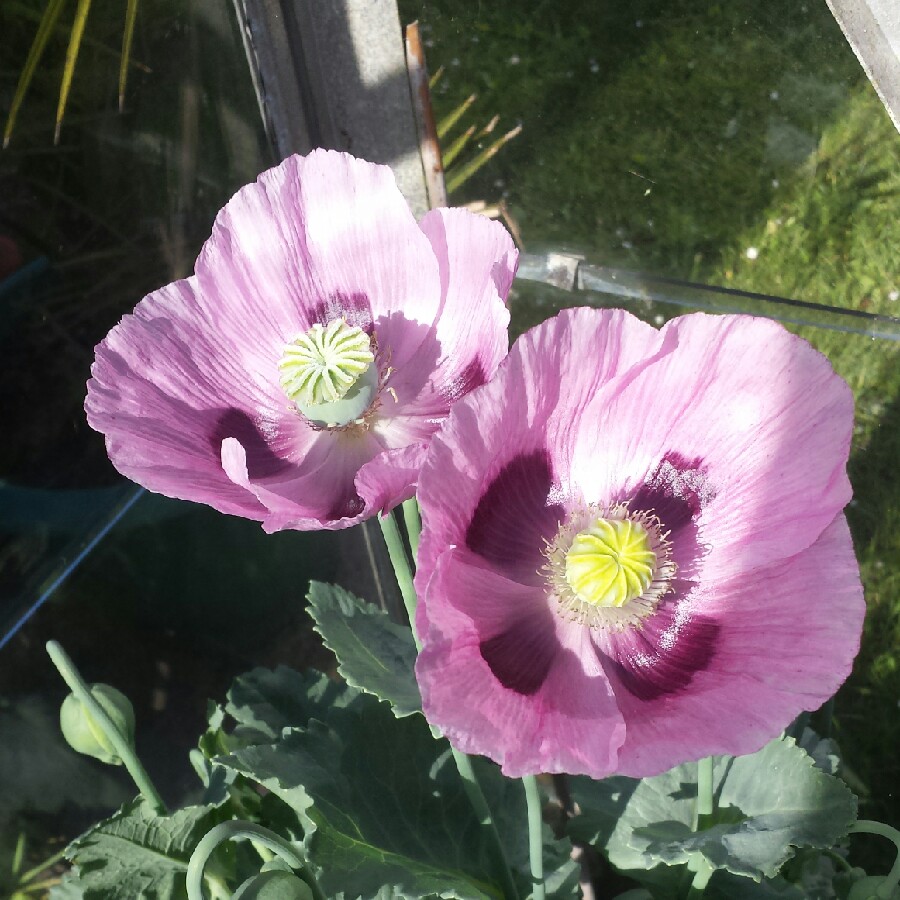 Poppy
