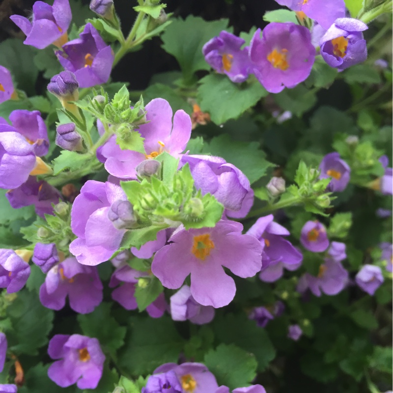 Kevin's garden