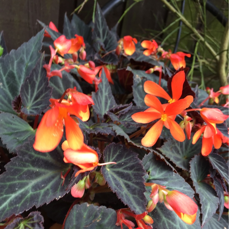 Ixora