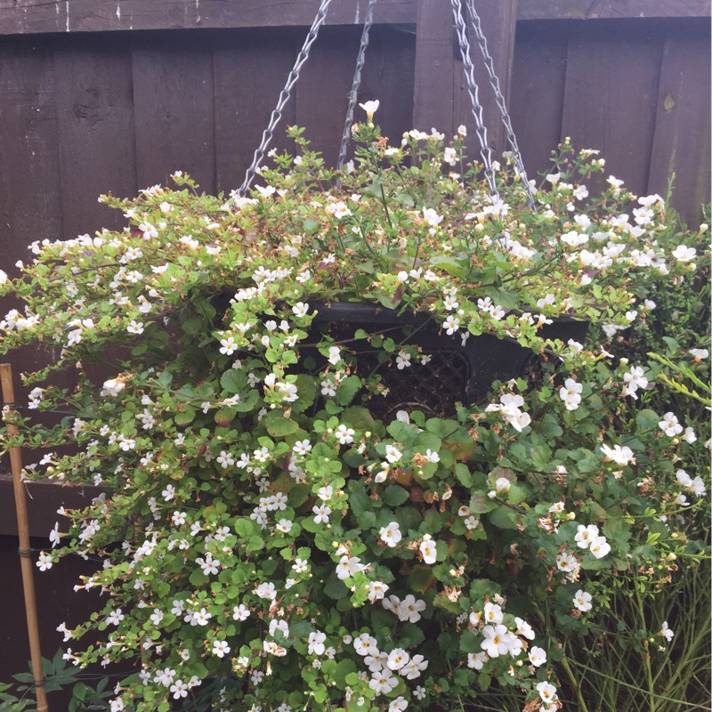 Kevin's garden