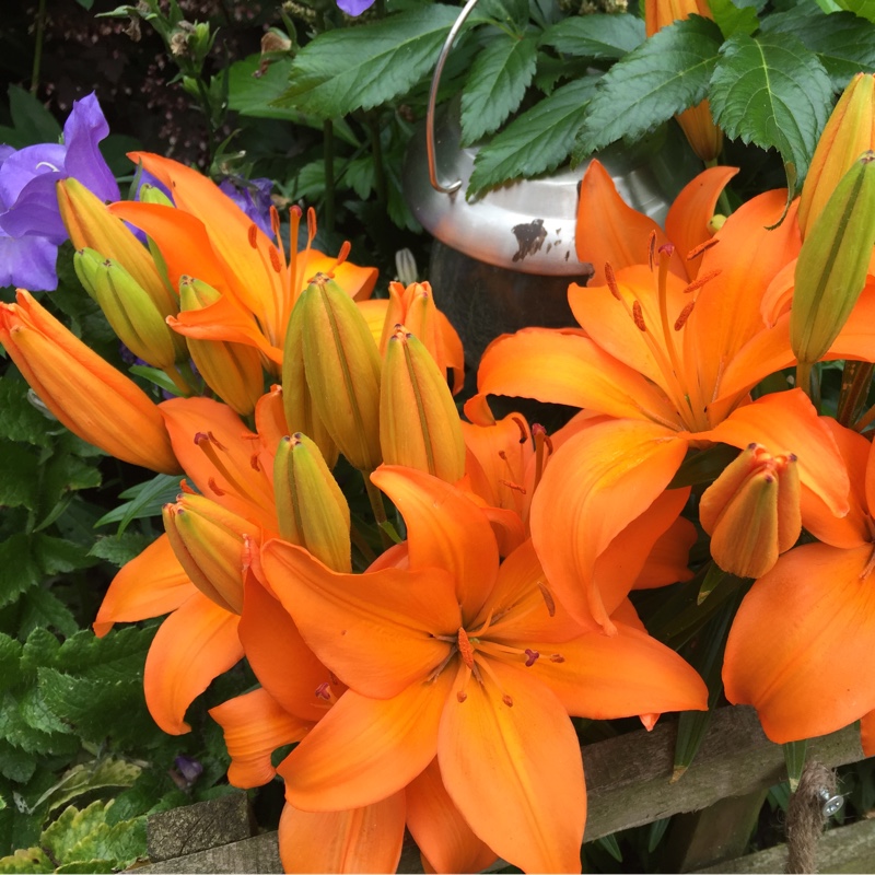 Tulip 'Monte Orange' (Double Early)
