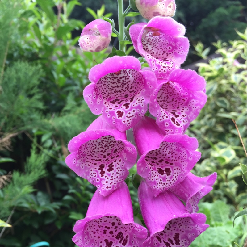 Common Foxglove