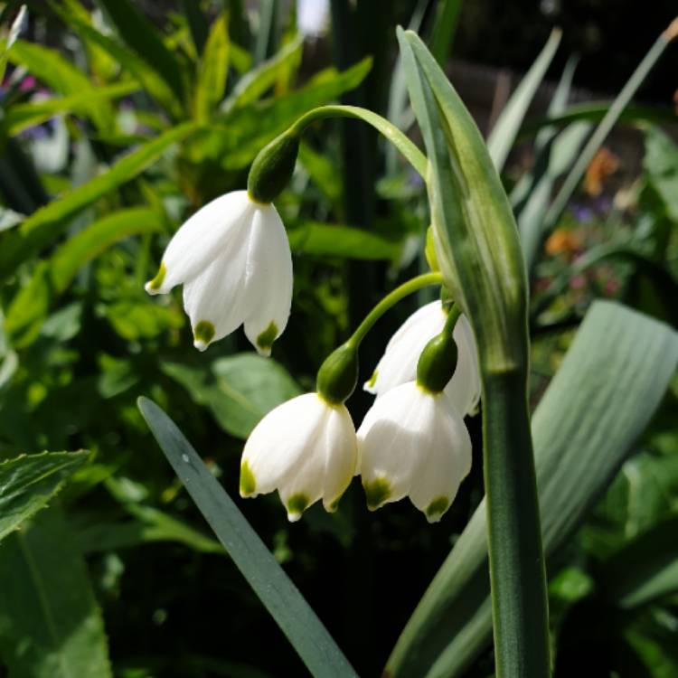 plant image 1019818