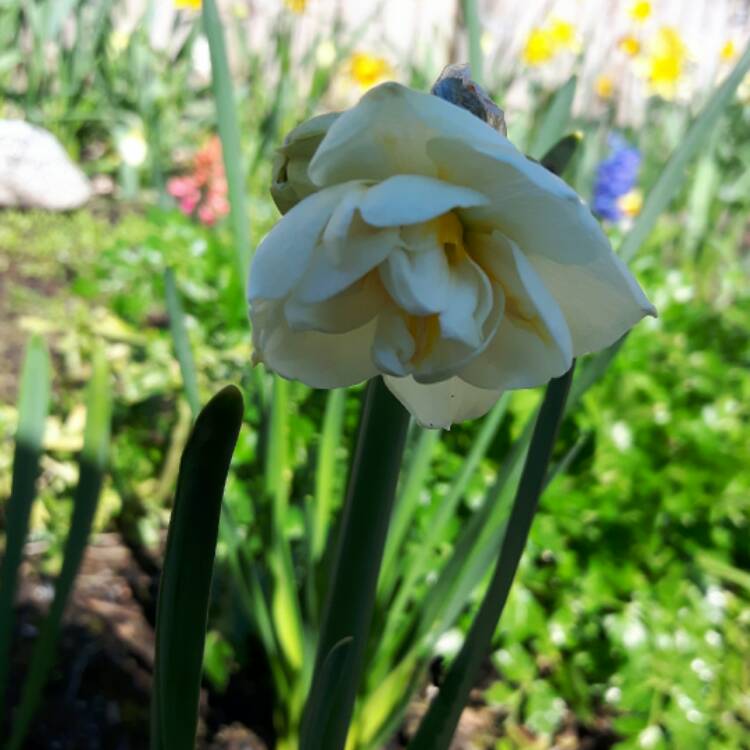 Plant image Narcissus 'Cheerfulness'