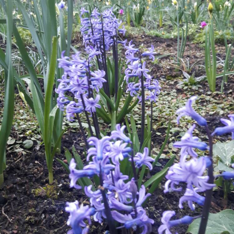 Plant image Hyacinthoides hispanica 'Danube'