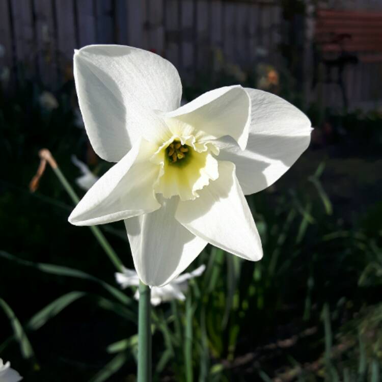 Plant image Narcissus 'Emerald Green'