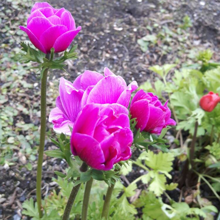 Plant image Anemone coronaria 'Harmony Orchid'