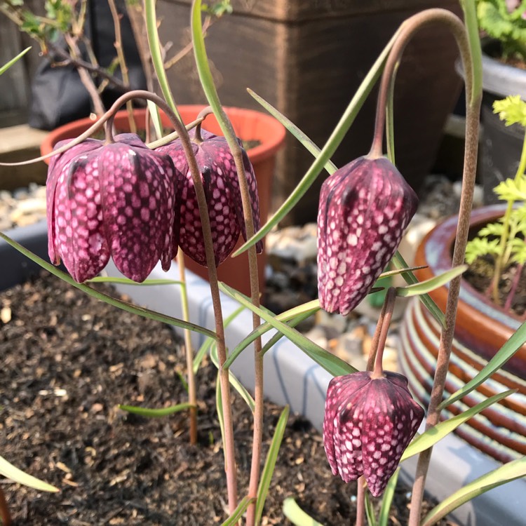 plant image 1000981
