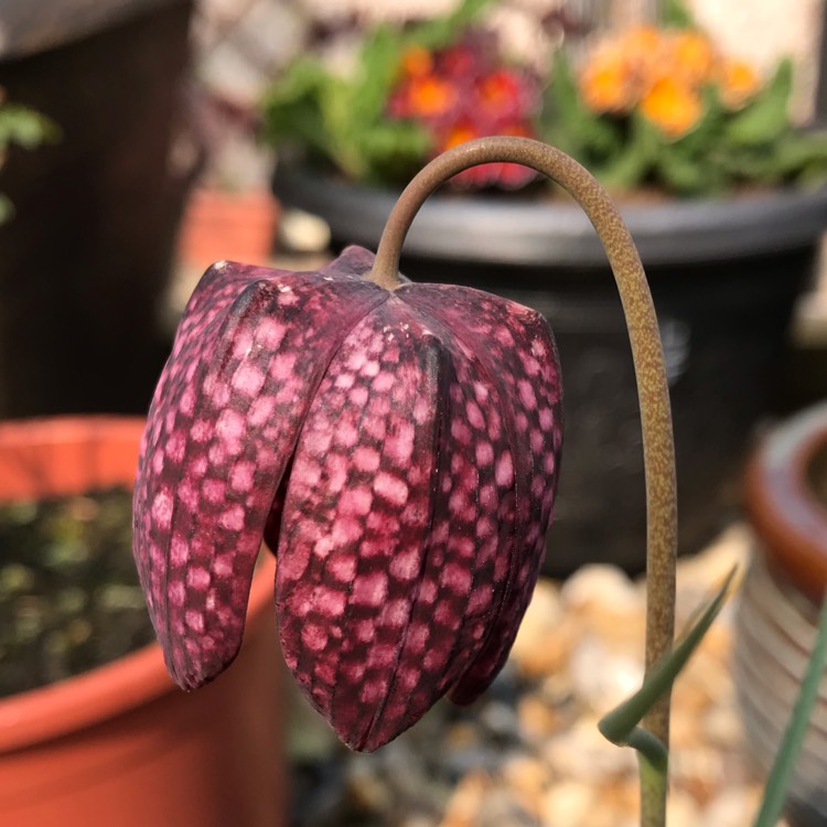 plant image 1000982