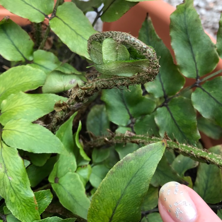 Plant image Cyrtomium Fortunei