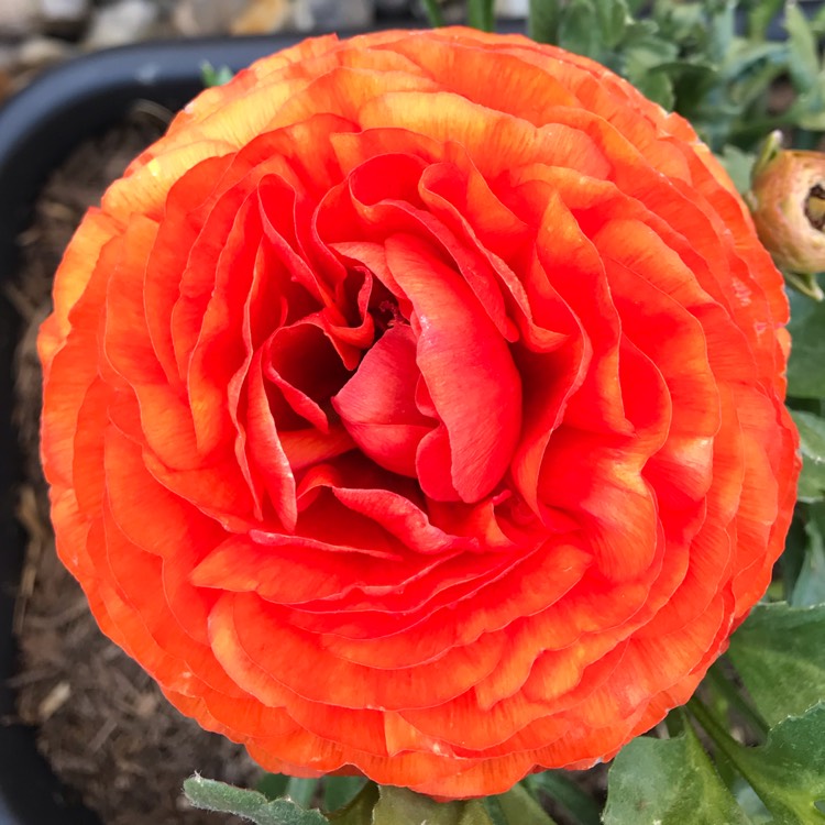 plant image 1004376