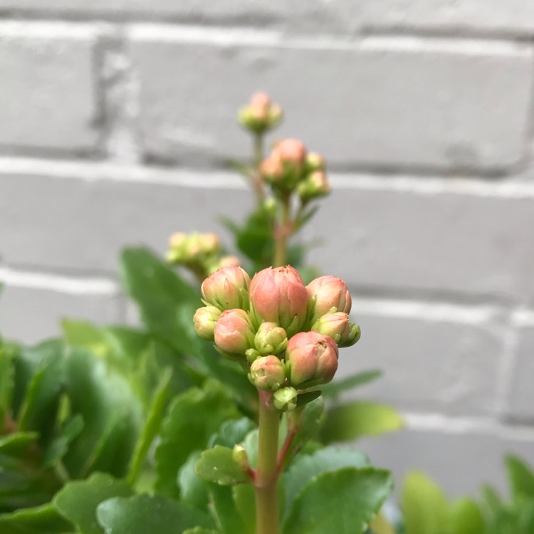 plant image 1005749