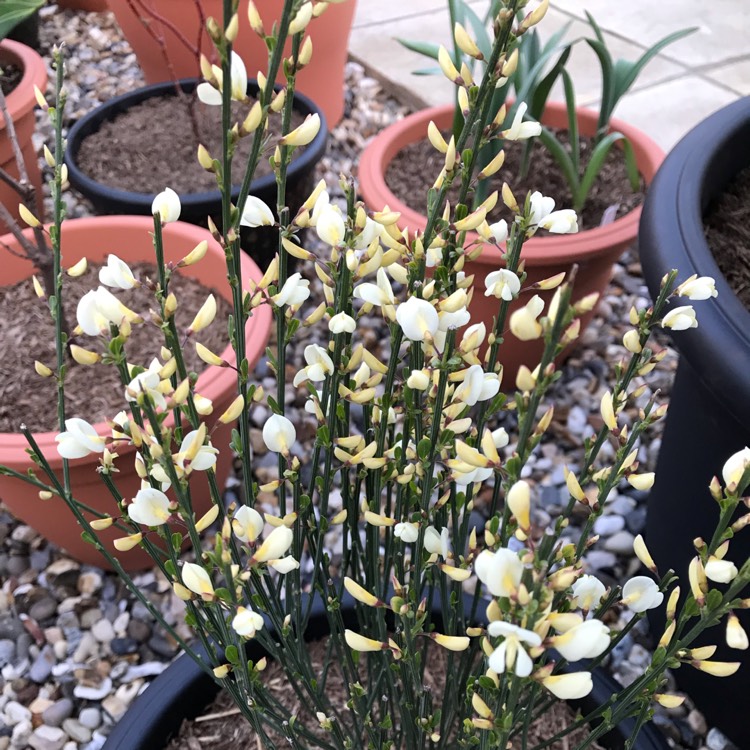 plant image 1007140 plant image 1007140