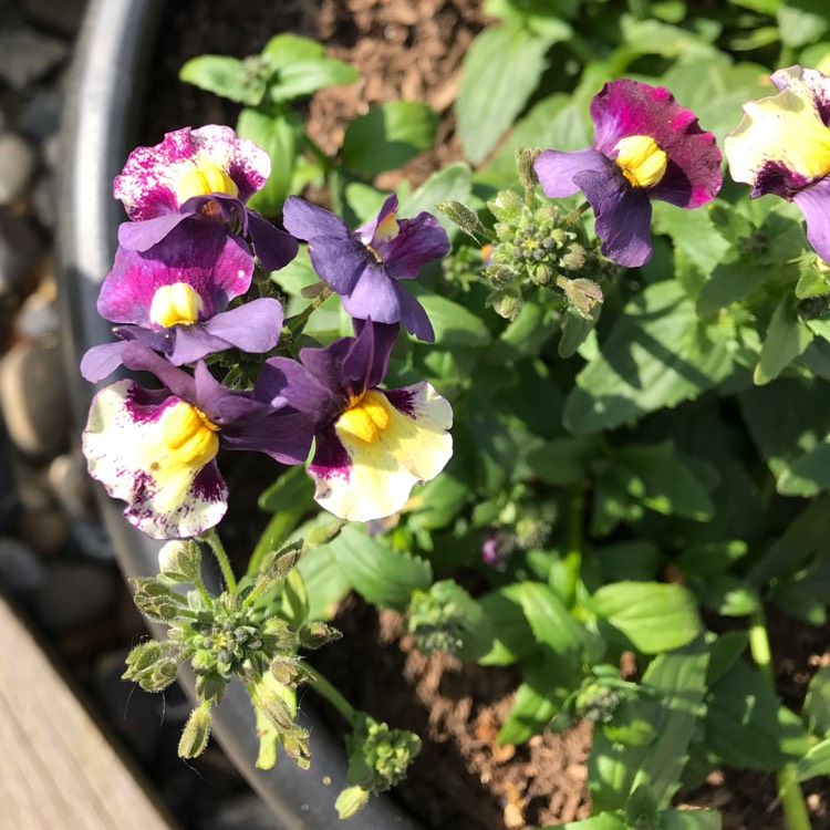 Plant image Nemesia