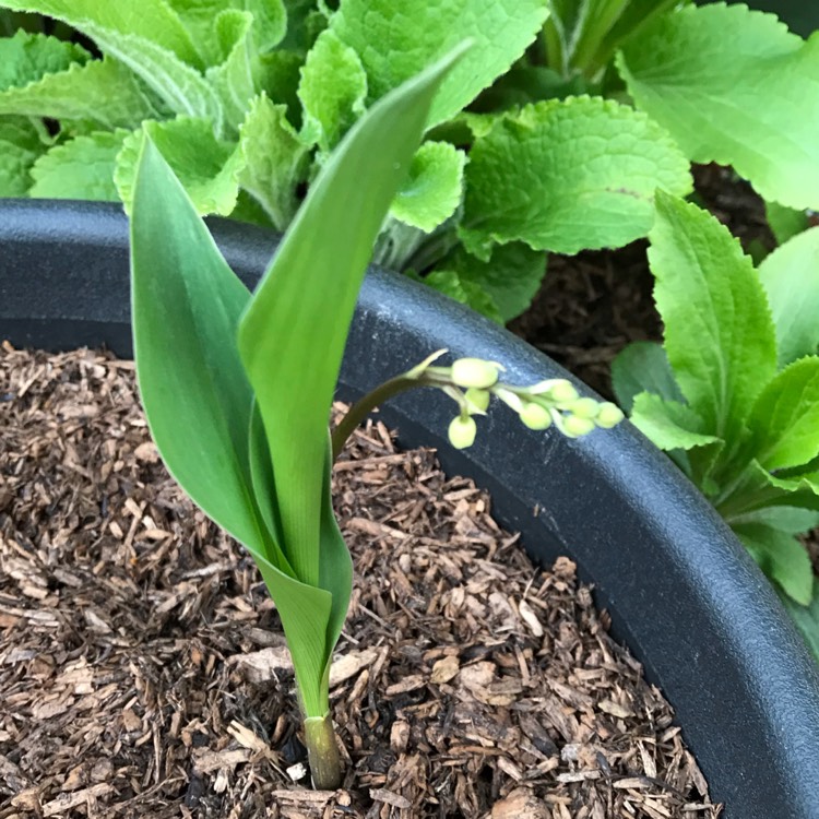 plant image 1012364