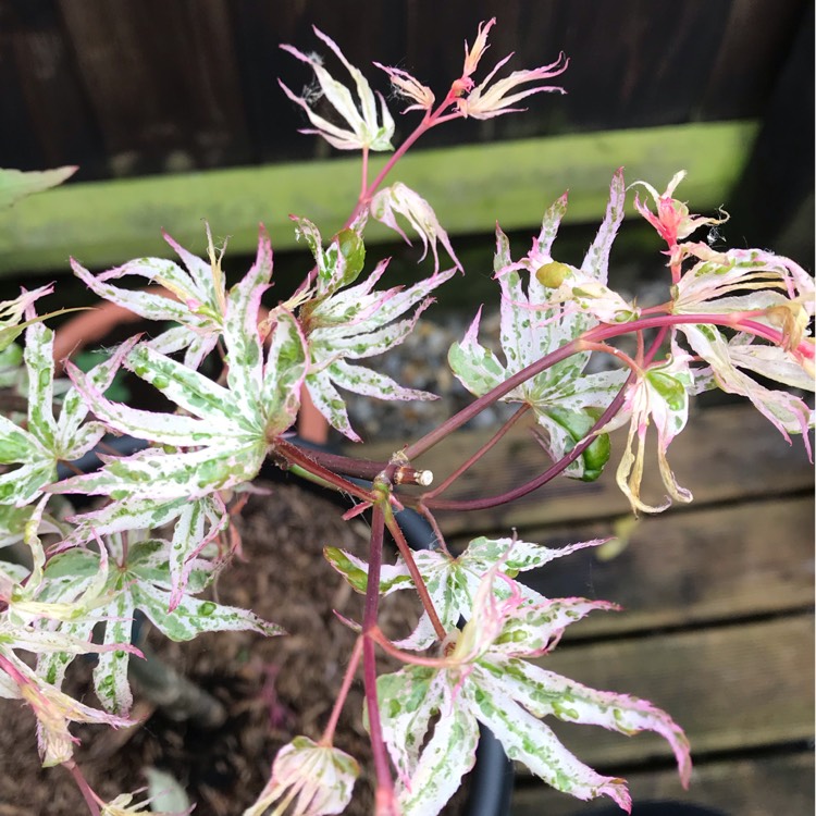 plant image 1018907 plant image 1018907