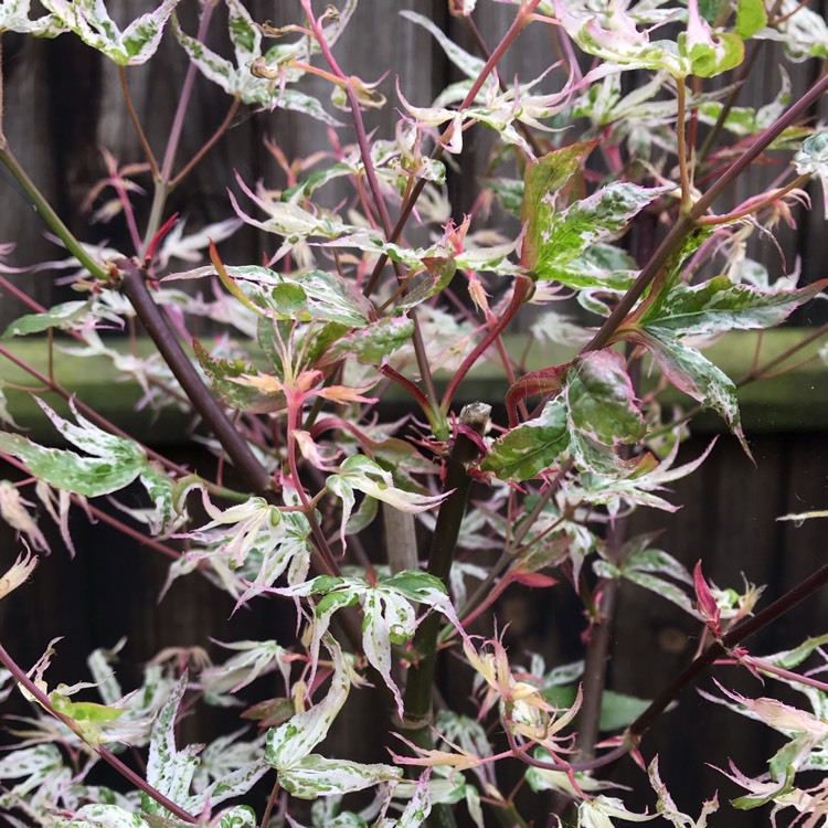 plant image 1018915 plant image 1018915