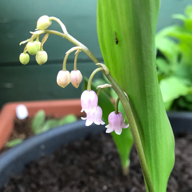Plant image Convallaria majalis 'Rosea'