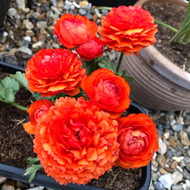 plant image 1030295