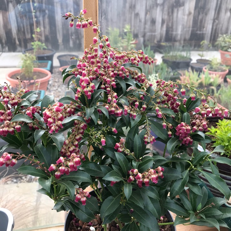 plant image 1030296