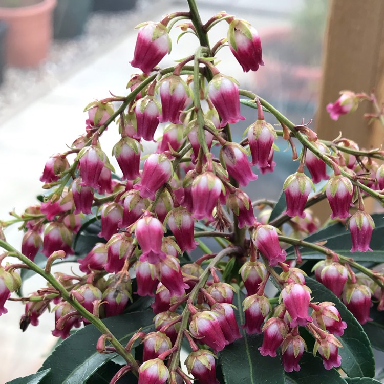 plant image 1030297
