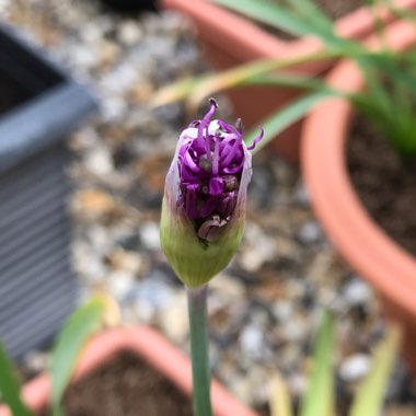 Allium hollandicum 'Purple Sensation' syn. Allium 'Purple Sensation', Allium aflatunense 'Purple Sensation'