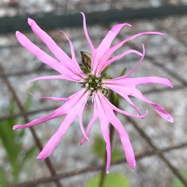 Lychnis flos cuculi
