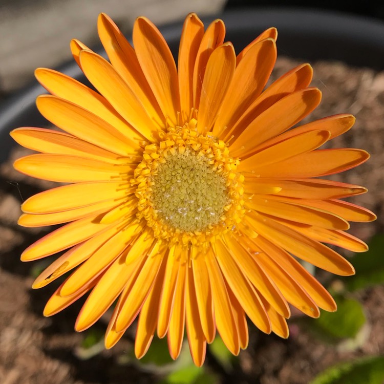 Plant image Gerbera garvinea 'Sweet Honey'
