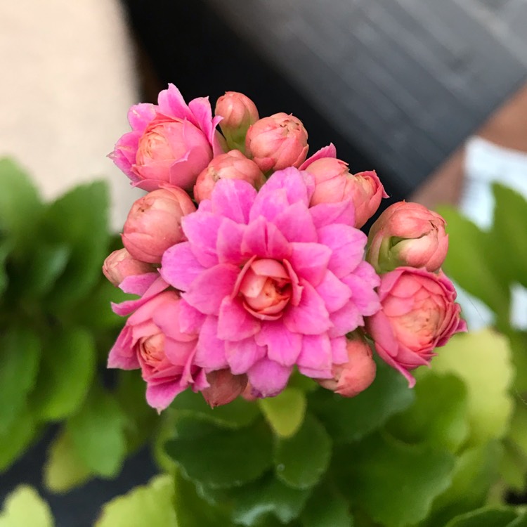 Plant image Kalanchoe