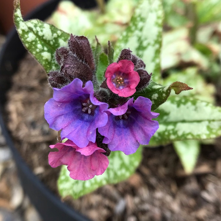 plant image 1060231