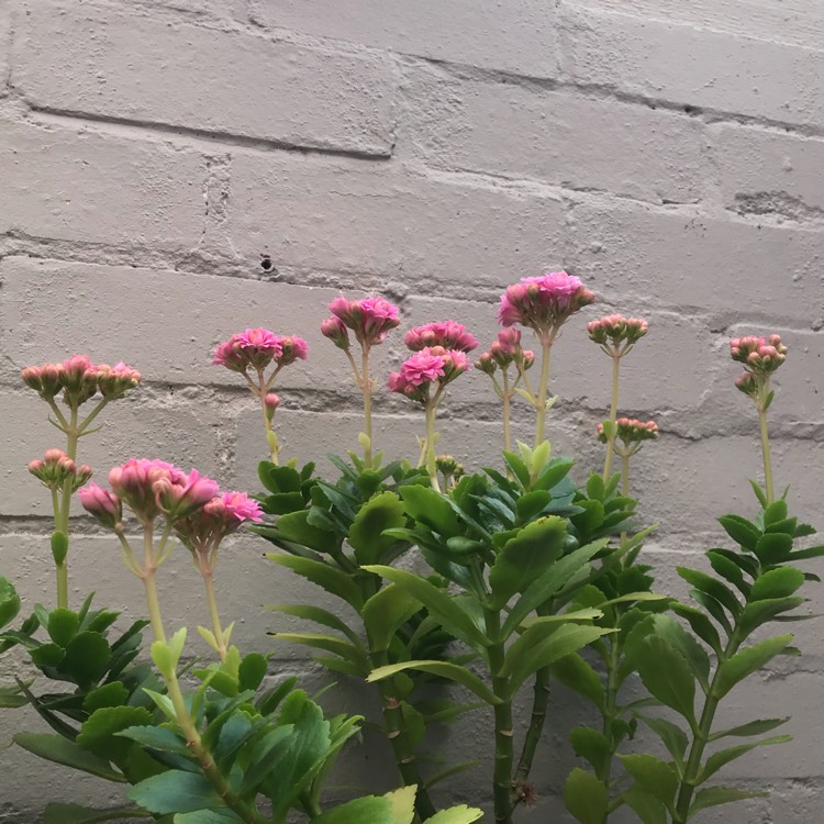 plant image 1066501