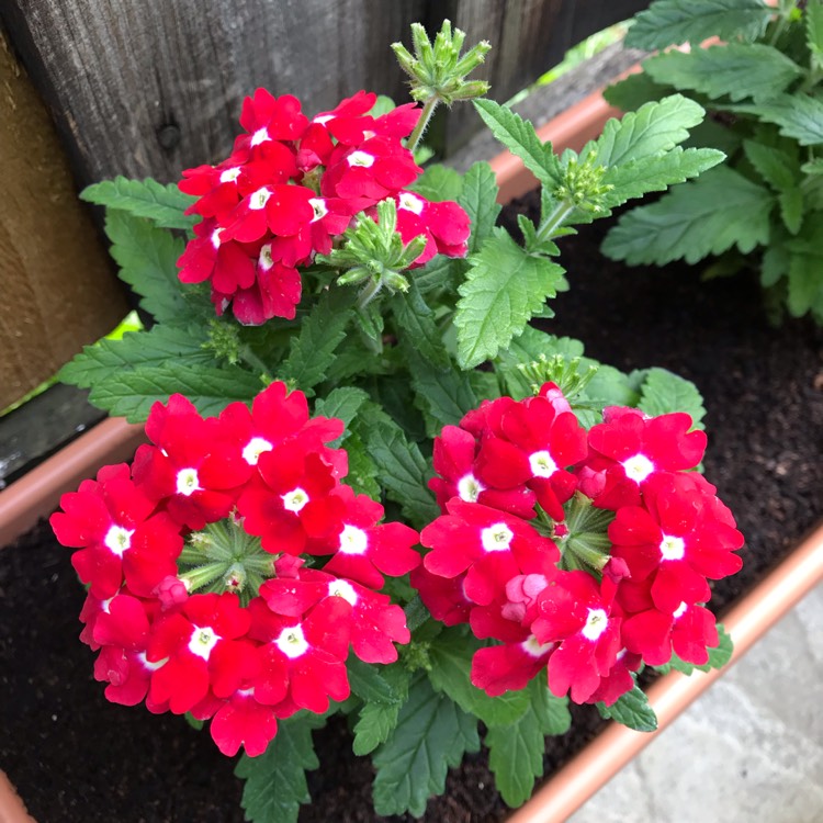 plant image 1067042
