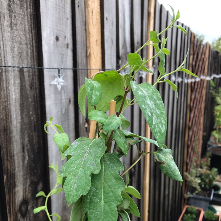 Plant image Lonicera japonica 'Halliana'