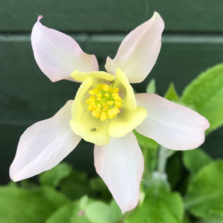 plant image 1069753