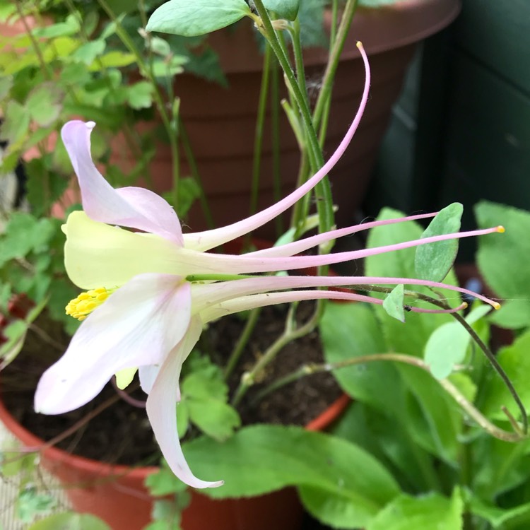 plant image 1069754