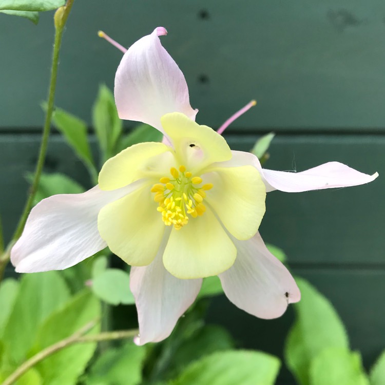 plant image 1069756