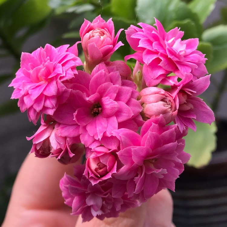 plant image 1072098