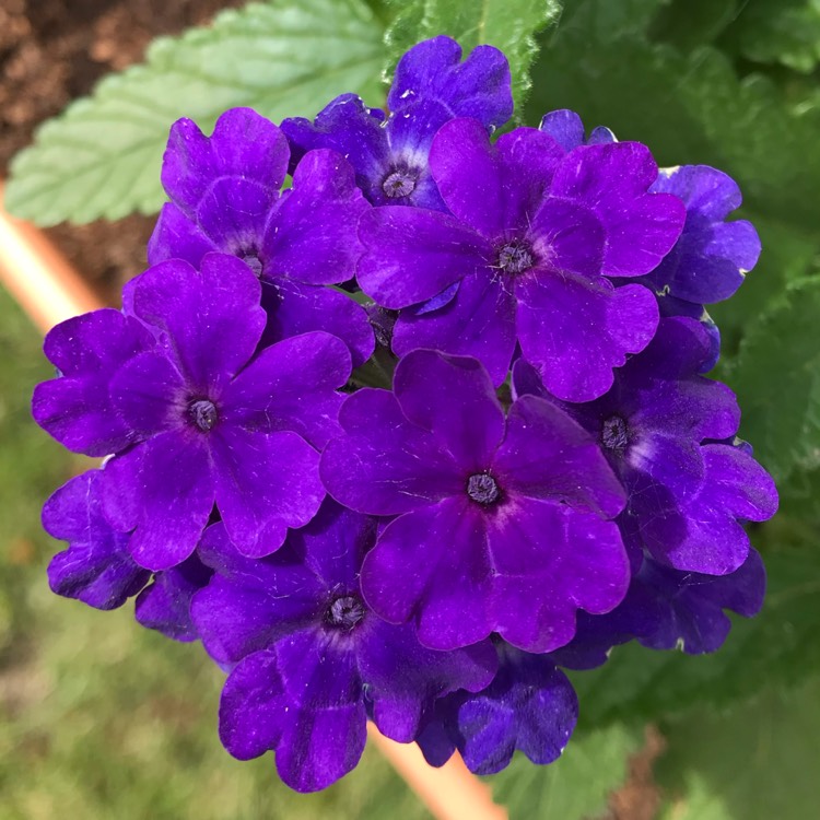plant image 1072110