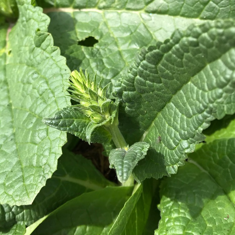 plant image 1072515 plant image 1072515